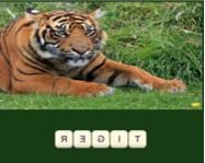 Zoo trivia HTML5 játék