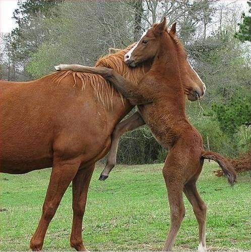lovas szeretet